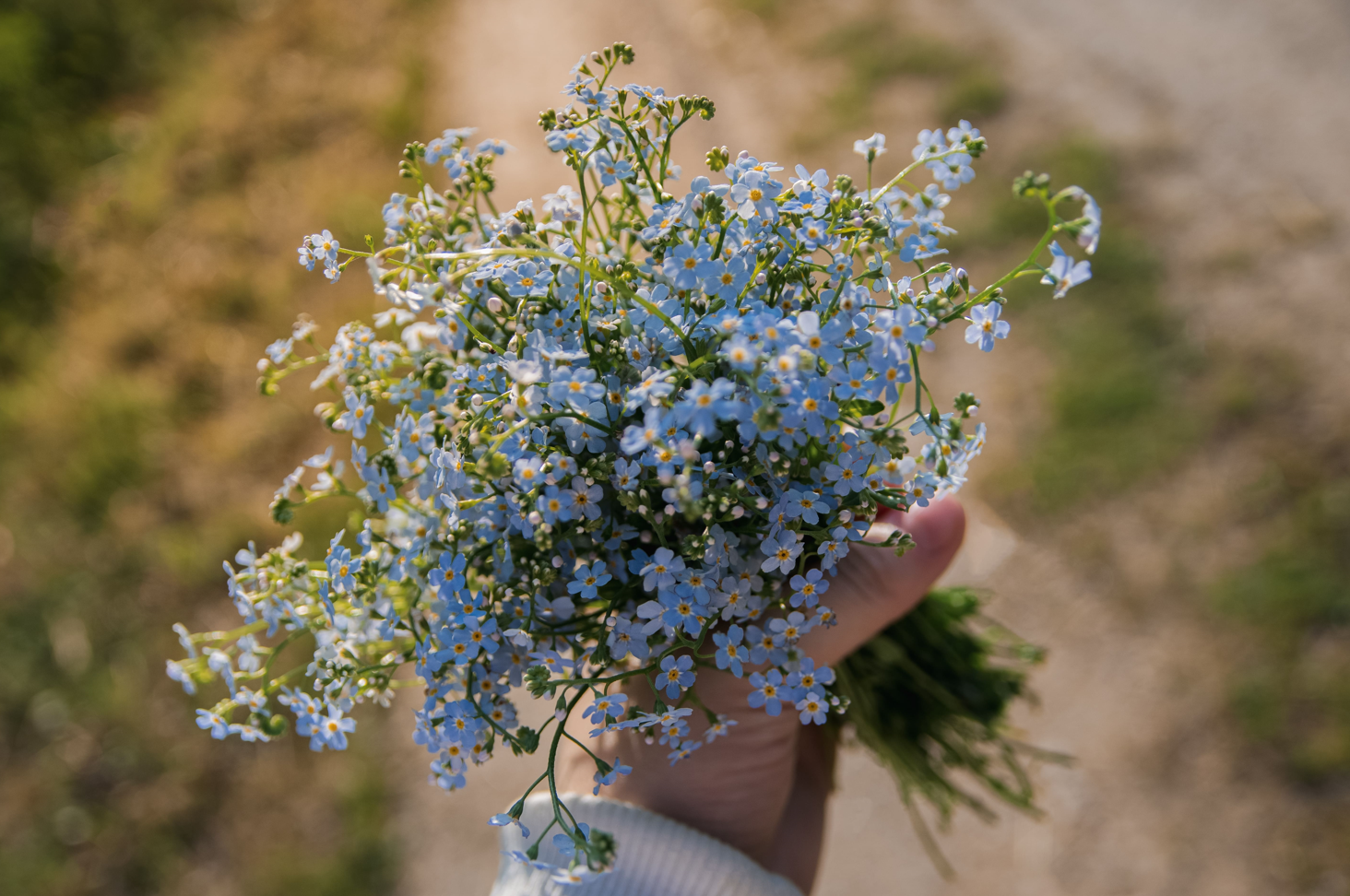 Vergissmeinnicht Blumenstrauß in der Hand